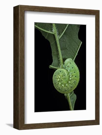 Cimbex Femoratus (Birch Sawfly) - Larva (False Caterpillar)-Paul Starosta-Framed Photographic Print