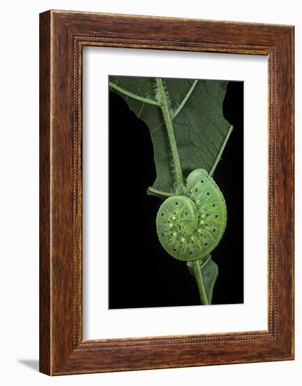 Cimbex Femoratus (Birch Sawfly) - Larva (False Caterpillar)-Paul Starosta-Framed Photographic Print