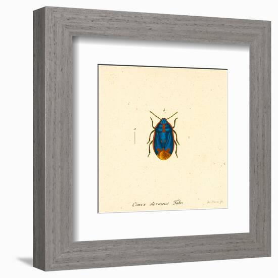 Cimex Oleraceus-A^ Poiteau-Framed Art Print