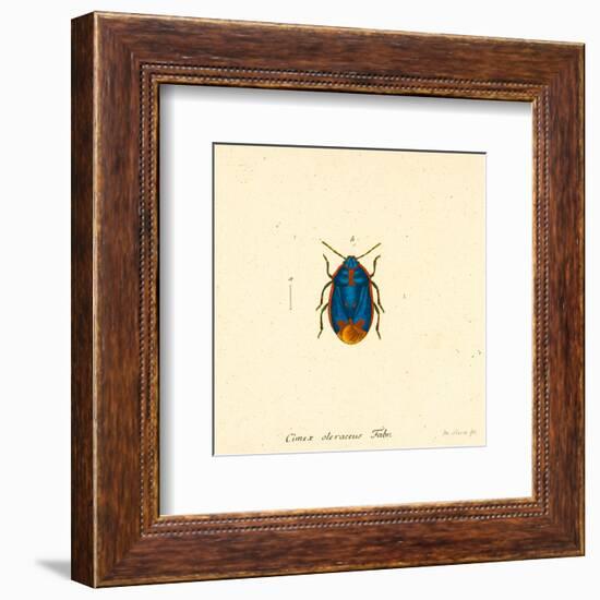 Cimex Oleraceus-A^ Poiteau-Framed Art Print