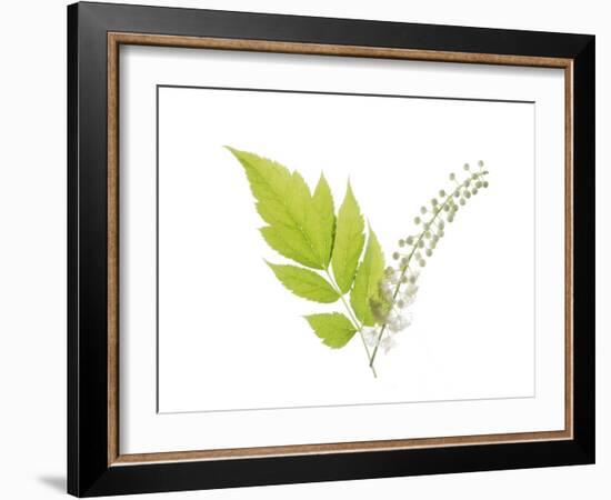 Cimifuga-Judy Stalus-Framed Art Print