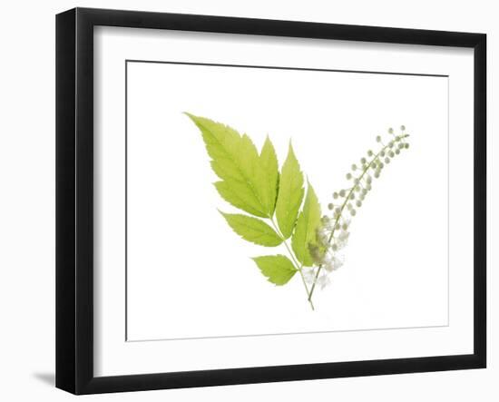 Cimifuga-Judy Stalus-Framed Art Print