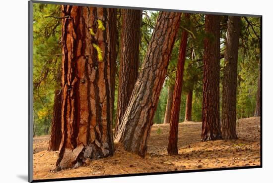 Cinder Cone Trail in Lassen Volcanic National Park, California, USA-Michel Hersen-Mounted Photographic Print