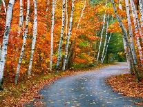 Autumn Trees Lining Country Road-Cindy Kassab-Framed Photographic Print