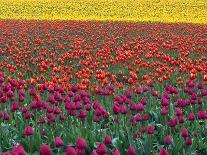Colorful Tulip Field-Cindy Kassab-Photographic Print