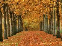 Autumn Trees Lining Country Road-Cindy Kassab-Photographic Print