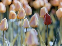 Tulips-Cindy Kassab-Framed Photographic Print