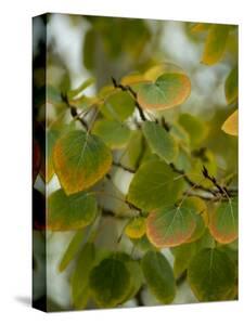 Aspen Canvas Art Prints Paintings Posters Framed Wall Artwork