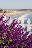 New York. Lilac flowers in bloom.-Cindy Miller Hopkins-Photographic Print