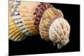 Premium Photographic Print