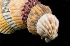 Detail of Seashells from around the World on Black Background-Cindy Miller Hopkins-Photographic Print