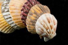 White Seashells, Sand Dollar, and Coral from around the World-Cindy Miller Hopkins-Photographic Print