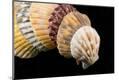 Premium Photographic Print