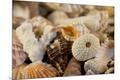 Premium Photographic Print