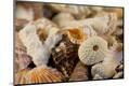 Premium Photographic Print