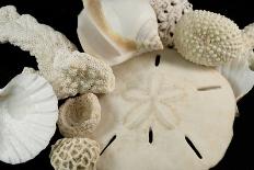 White Seashells, Sand Dollar, and Coral from around the World-Cindy Miller Hopkins-Photographic Print
