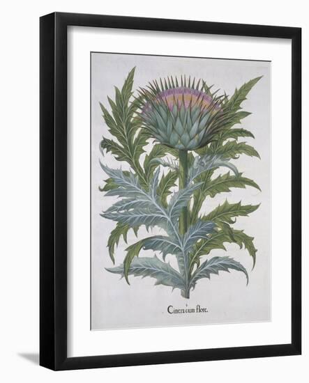 Cineracum Flore-Basilius Besler-Framed Giclee Print