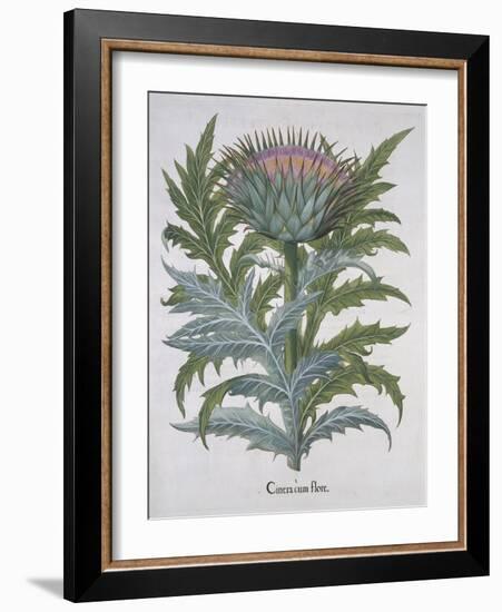 Cineracum Flore-Basilius Besler-Framed Giclee Print