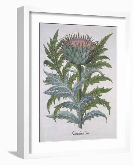 Cineracum Flore-Basilius Besler-Framed Giclee Print