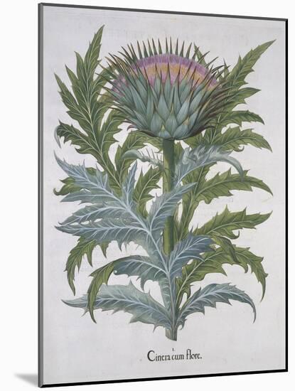 Cineracum Flore-Basilius Besler-Mounted Giclee Print