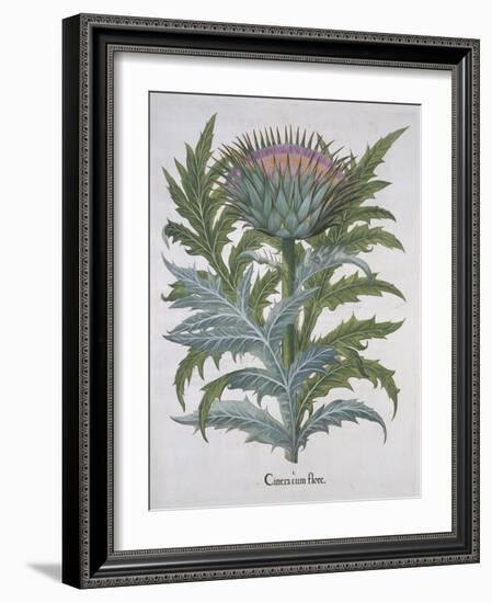 Cineracum Flore-Basilius Besler-Framed Giclee Print