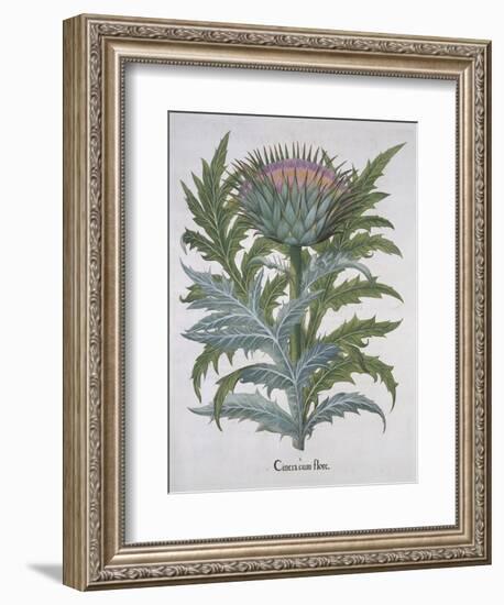 Cineracum Flore-Basilius Besler-Framed Giclee Print