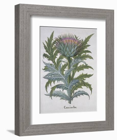 Cineracum Flore-Basilius Besler-Framed Giclee Print