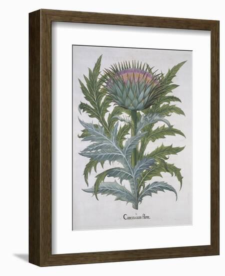 Cineracum Flore-Basilius Besler-Framed Giclee Print