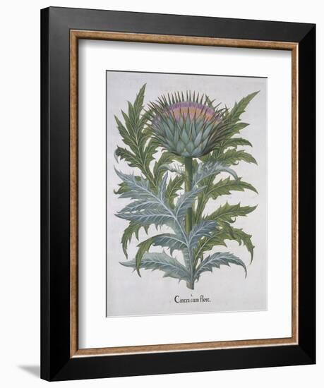 Cineracum Flore-Basilius Besler-Framed Giclee Print