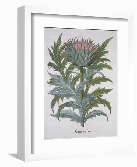 Cineracum Flore-Basilius Besler-Framed Giclee Print