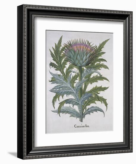 Cineracum Flore-Basilius Besler-Framed Giclee Print