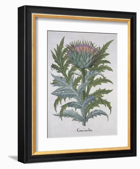 Cineracum Flore-Basilius Besler-Framed Giclee Print