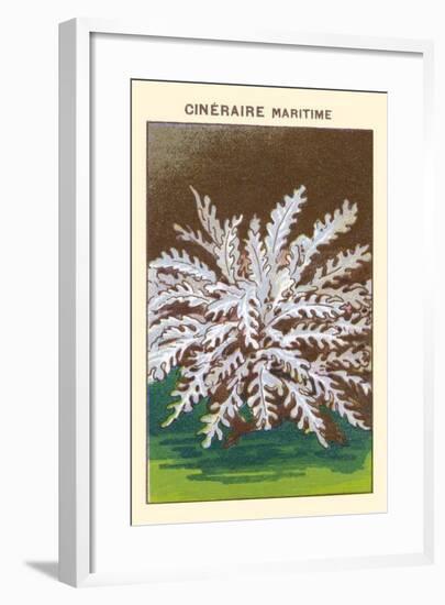 Cineraire Maritime-null-Framed Art Print