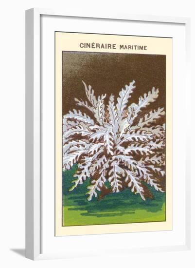 Cineraire Maritime-null-Framed Art Print