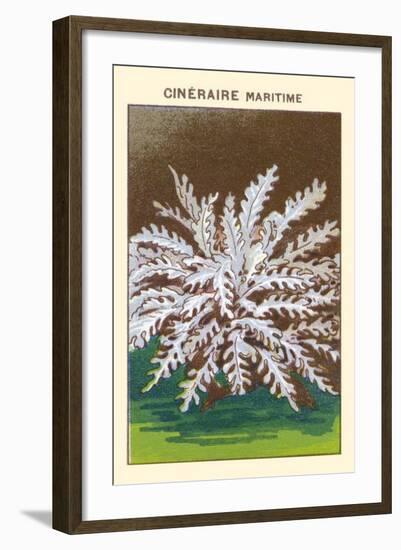 Cineraire Maritime-null-Framed Art Print