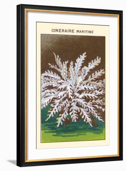 Cineraire Maritime--Framed Art Print