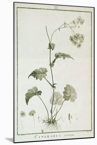 Cineraria Cruenta, from 'Sertum Angelicum', Published 1788-Pierre Joseph Redoute-Mounted Giclee Print