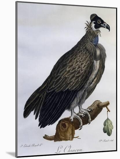 Cinereous Vulture (Aegypius Monachus)-null-Mounted Giclee Print