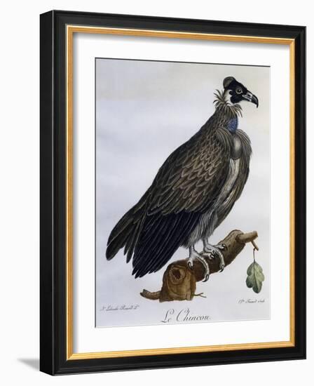 Cinereous Vulture (Aegypius Monachus)-null-Framed Giclee Print