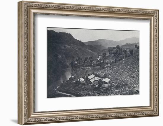 'Cingalese Tea Plantation', 1924-Unknown-Framed Photographic Print