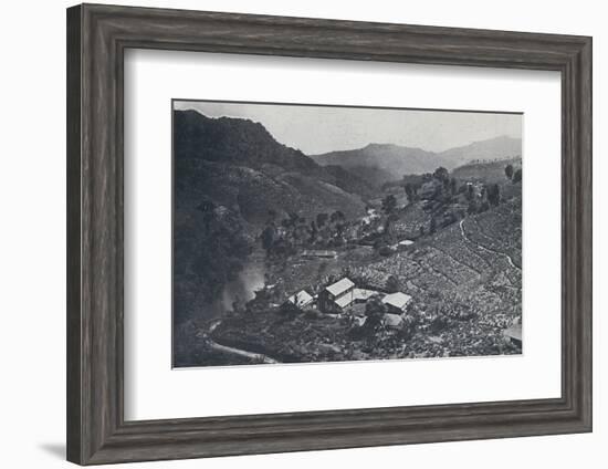 'Cingalese Tea Plantation', 1924-Unknown-Framed Photographic Print