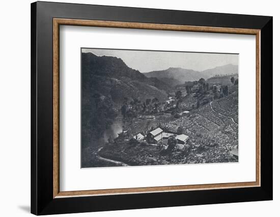 'Cingalese Tea Plantation', 1924-Unknown-Framed Photographic Print