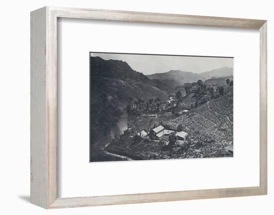 'Cingalese Tea Plantation', 1924-Unknown-Framed Photographic Print