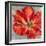 Cinnabar I-Carson-Framed Giclee Print