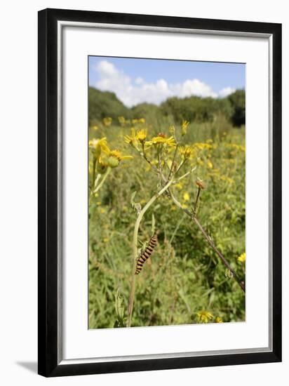 Cinnabar Moth Caterpillars (Tyria Jacobaeae) Feeding on Ragwort Plants (Senecio Jacobaea)-Nick Upton-Framed Photographic Print