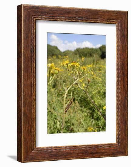 Cinnabar Moth Caterpillars (Tyria Jacobaeae) Feeding on Ragwort Plants (Senecio Jacobaea)-Nick Upton-Framed Photographic Print