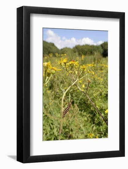 Cinnabar Moth Caterpillars (Tyria Jacobaeae) Feeding on Ragwort Plants (Senecio Jacobaea)-Nick Upton-Framed Photographic Print
