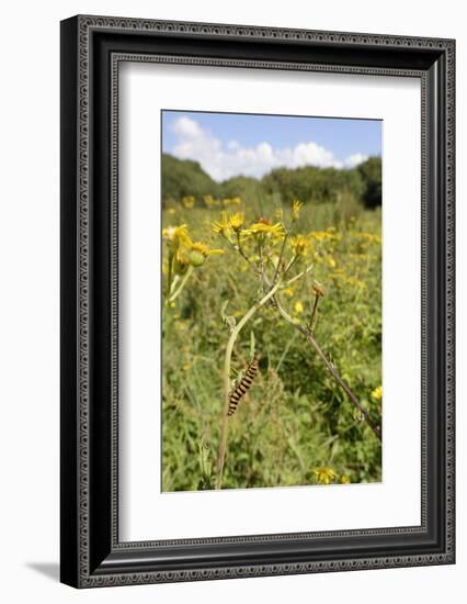 Cinnabar Moth Caterpillars (Tyria Jacobaeae) Feeding on Ragwort Plants (Senecio Jacobaea)-Nick Upton-Framed Photographic Print