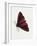 Cinnabar Moth (Tyria Jacobaeae), Arctiidae, Artwork by Rebecca Hardy-null-Framed Giclee Print