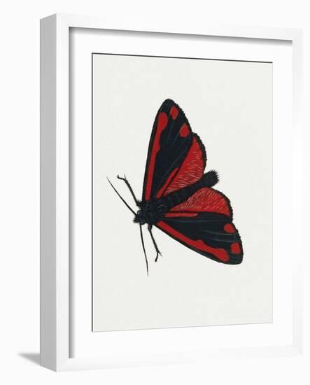 Cinnabar Moth (Tyria Jacobaeae), Arctiidae, Artwork by Rebecca Hardy-null-Framed Giclee Print